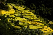 Terraced fields 1